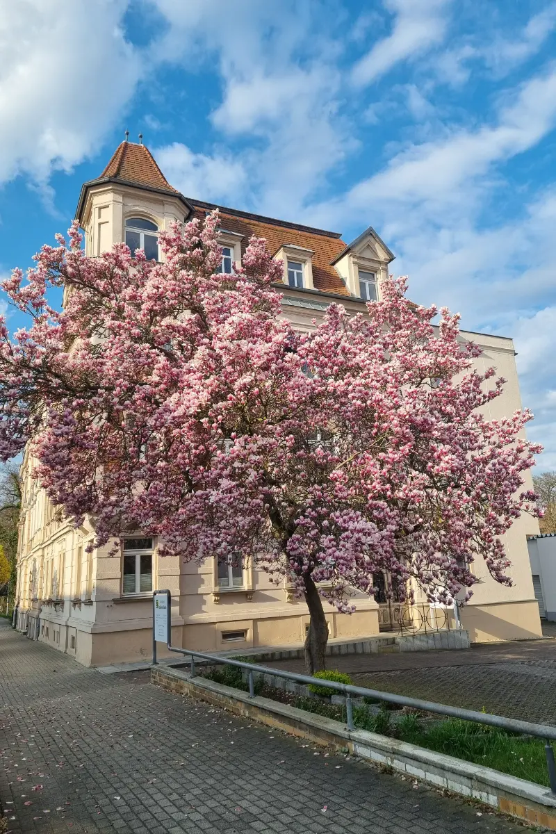 Notariat Juliane Rasch in Oschatz – Gebäude mit blühendem Zierkirschbaum